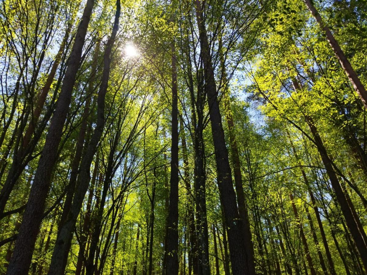 Przy Lesie Βίλα Białowieża Εξωτερικό φωτογραφία